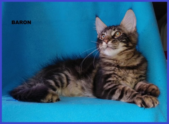 Łagodny olbrzym, kot o charakterze psa-maine coon