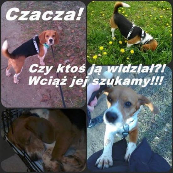 UWAGA ZAGINĘŁA SUNIA BEAGLE – Czacza