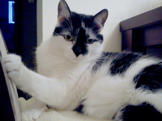 Kotka Kitty