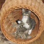 Kostek, Poldek i Niemotka