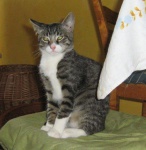 Kostek, Poldek i Niemotka