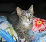 Mniszek, Rumianek i Szałwia