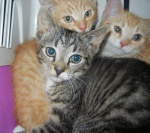 Mniszek rumianek i Szałwia