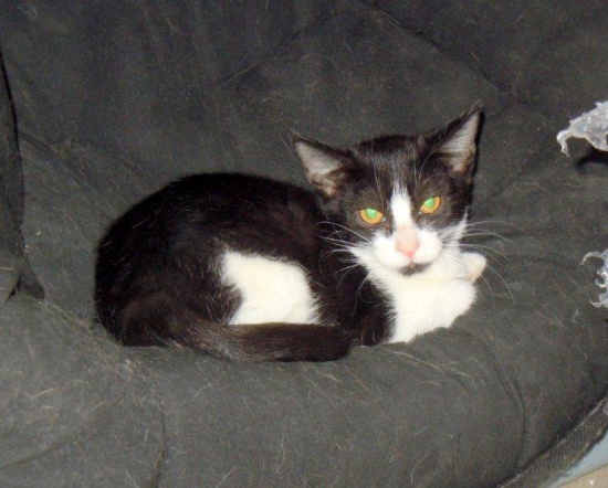 Nieśmiała Lucy