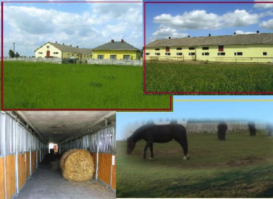 sprzedam stadnine pod Łowiczem