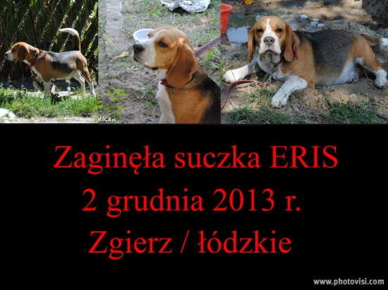 Zaginęła młoda suczka beagle tricolorZgierz